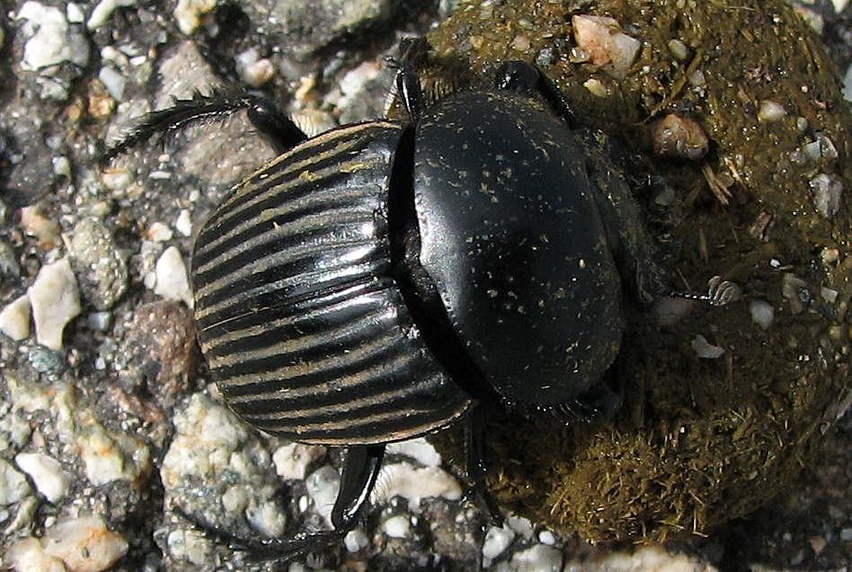 Scarabaeus laticollis